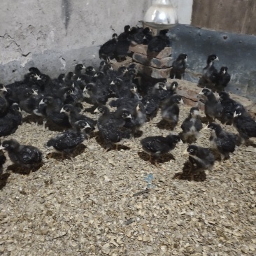 芦花鸡脱温鸡苗一月龄苗4到5两左右疫苗齐全鸡群健康