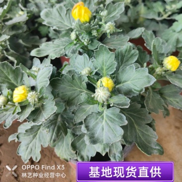 菊花盆栽带花苞四季开花荷兰菊秋菊九月菊乒乓球菊室内花卉