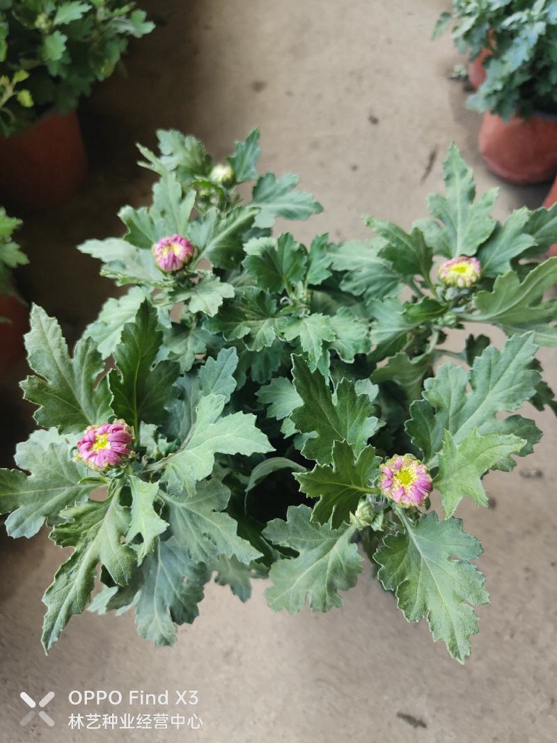 菊花盆栽带花苞四季开花荷兰菊秋菊九月菊乒乓球菊室内花卉
