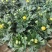 菊花盆栽带花苞四季开花荷兰菊秋菊九月菊乒乓球菊室内花卉