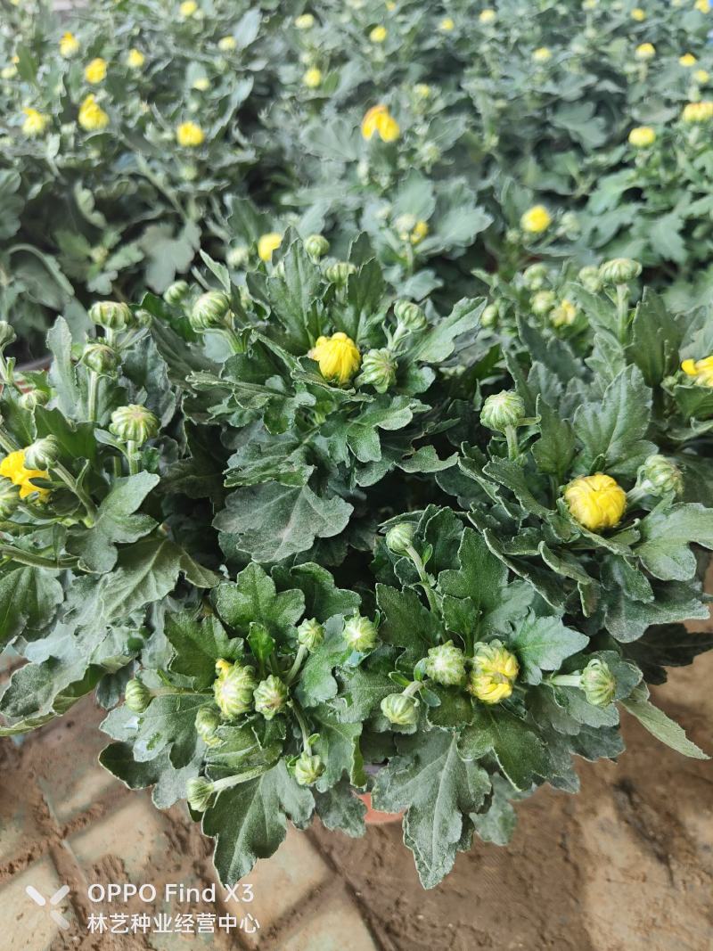 菊花盆栽带花苞四季开花荷兰菊秋菊九月菊乒乓球菊室内花卉