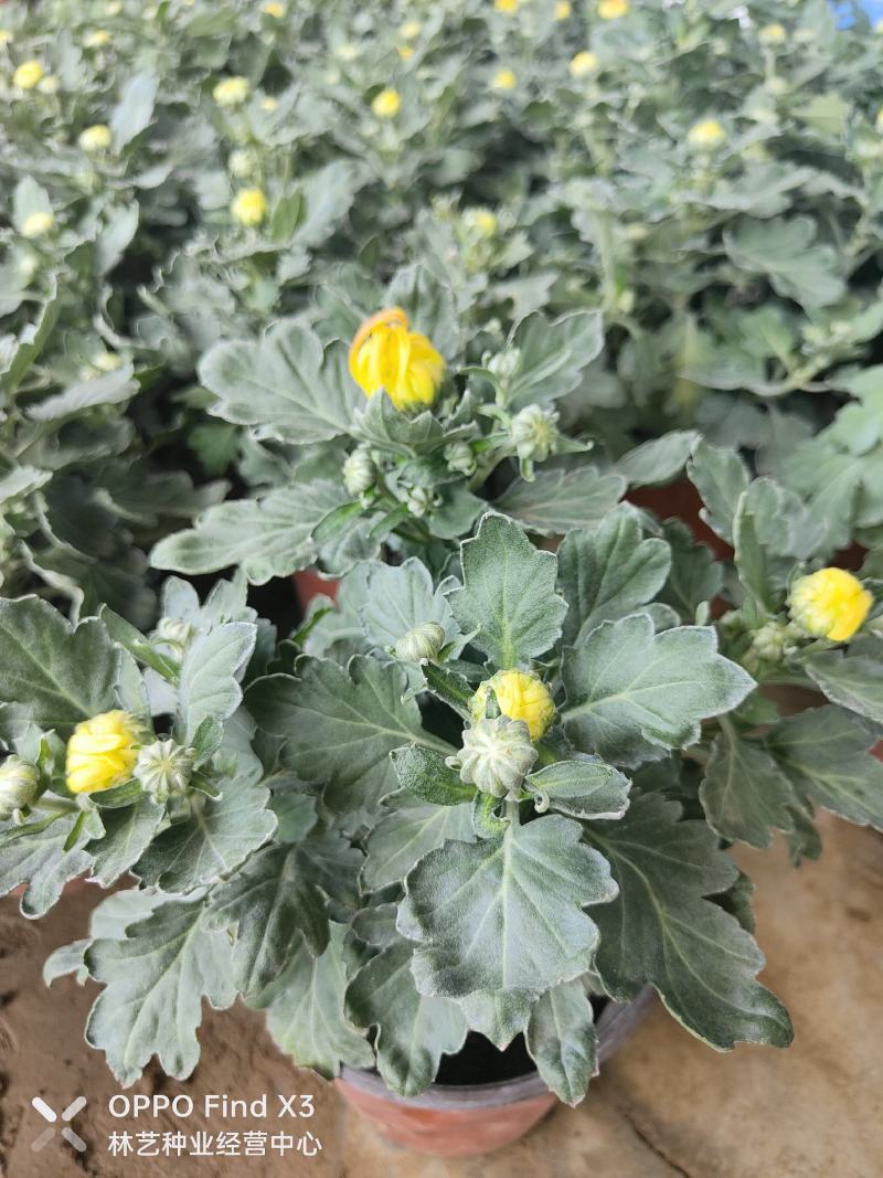 菊花盆栽带花苞四季开花荷兰菊秋菊九月菊乒乓球菊室内花卉