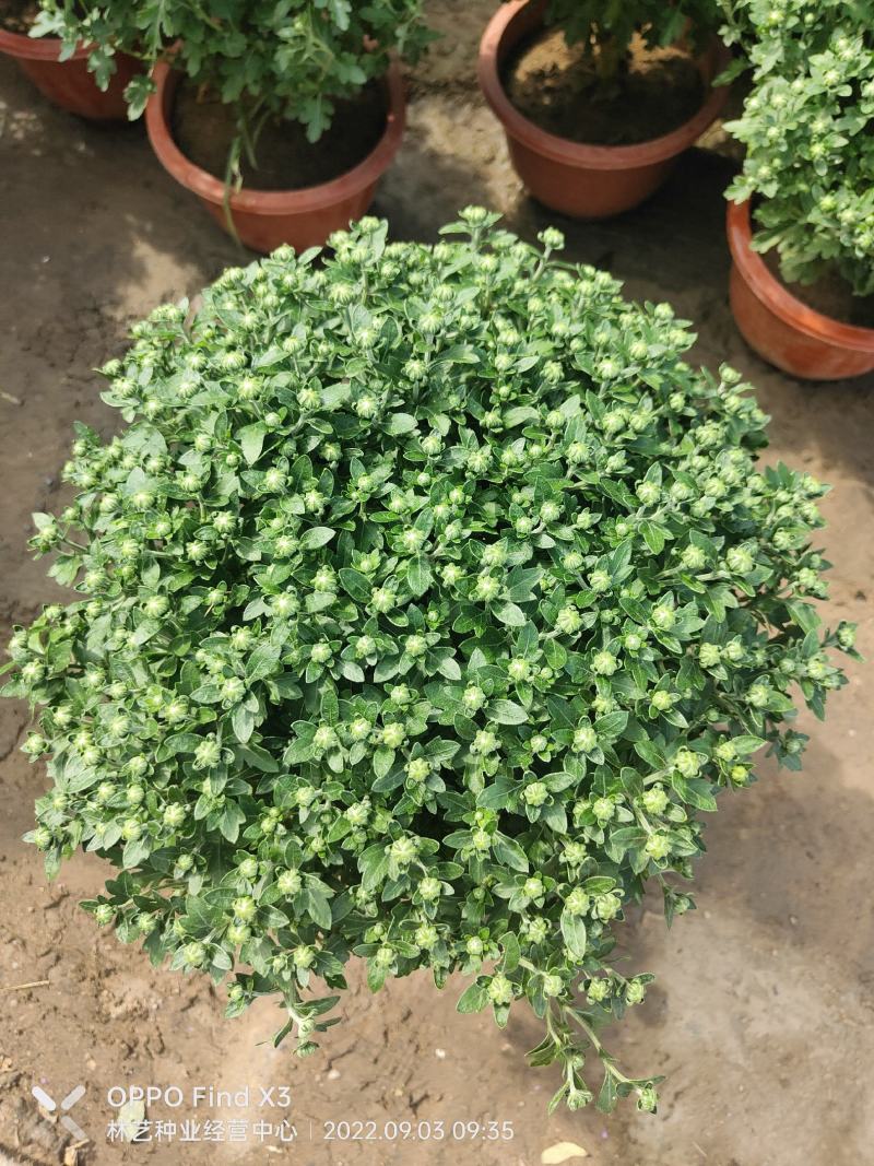 菊花盆栽带花苞四季开花荷兰菊秋菊九月菊乒乓球菊室内花卉