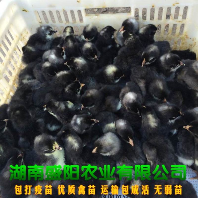 芦花鸡脱温鸡苗一月龄苗4到5两左右疫苗齐全鸡群健康