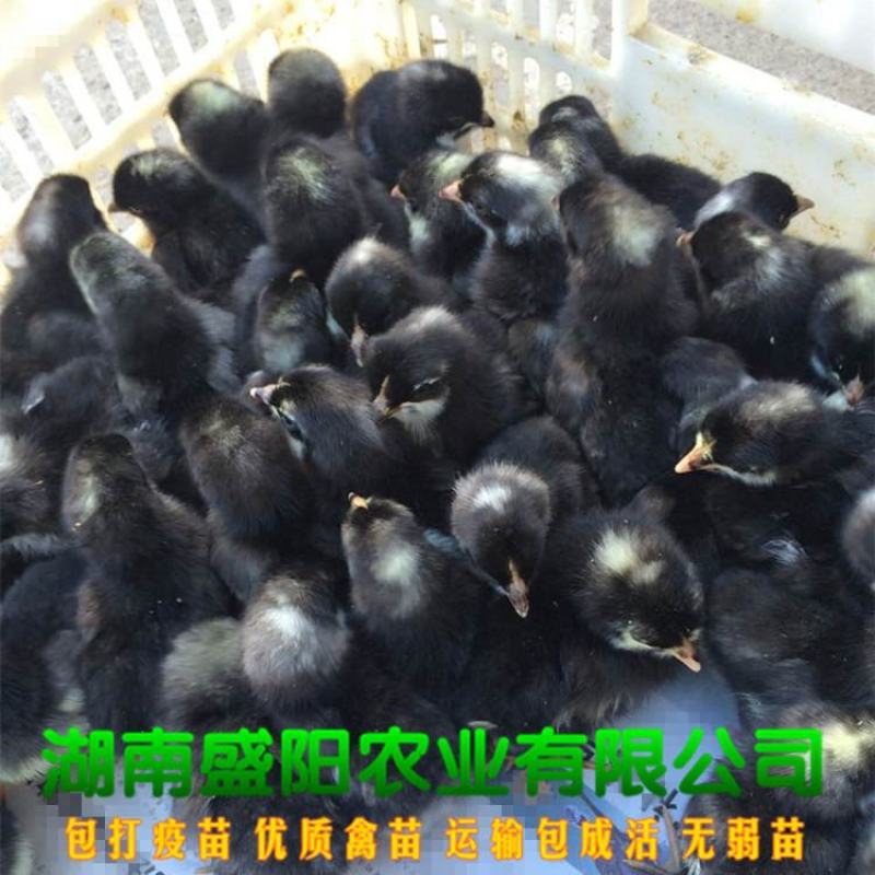 芦花鸡脱温鸡苗一月龄苗4到5两左右疫苗齐全鸡群健康