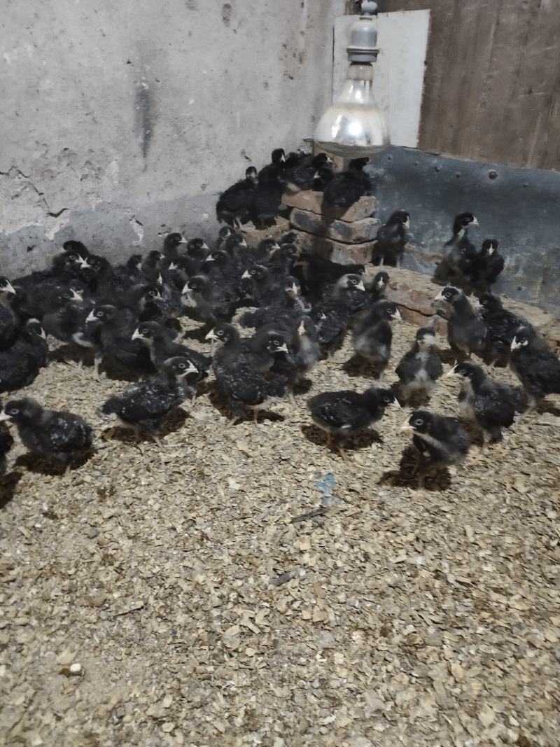 芦花鸡脱温鸡苗一月龄苗4到5两左右疫苗齐全鸡群健康