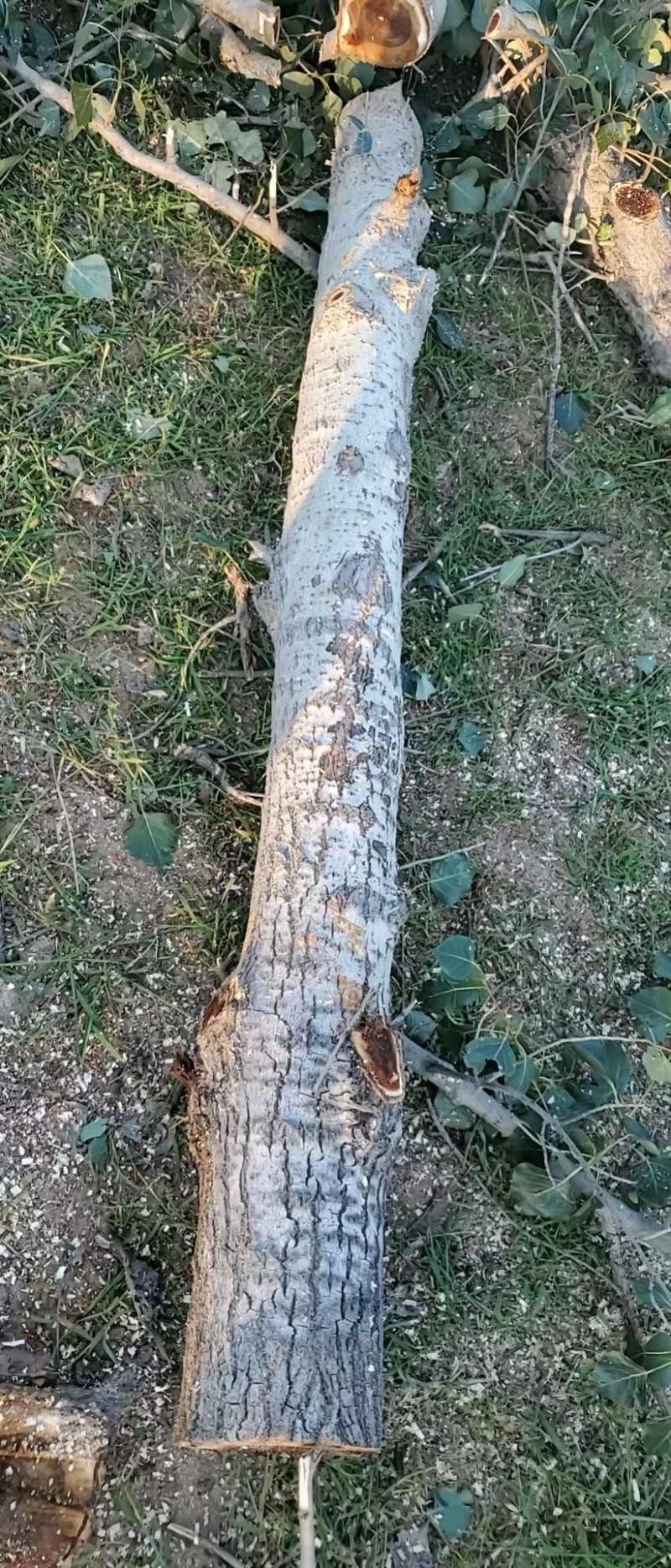 长年出售杨树