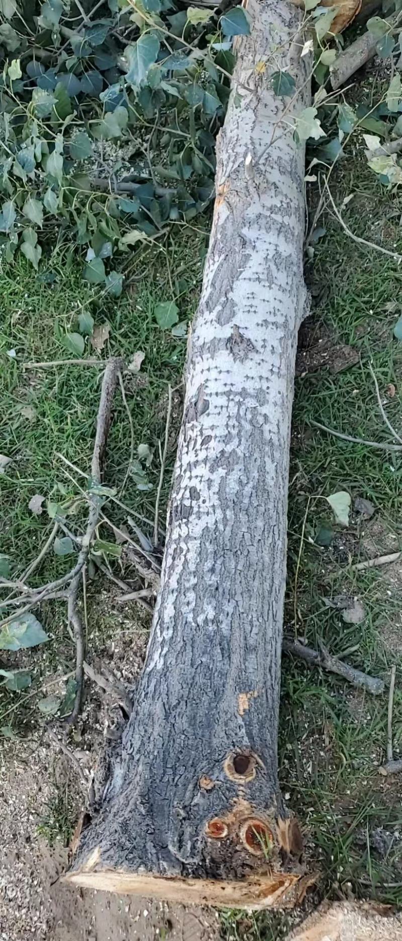 长年出售杨树