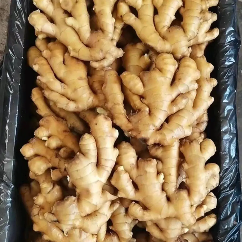 精品小黄姜生姜产地直发品质保证对接各类客户