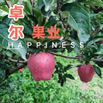 甘肃天水花牛苹果全面上市开园高海拔花牛苹果