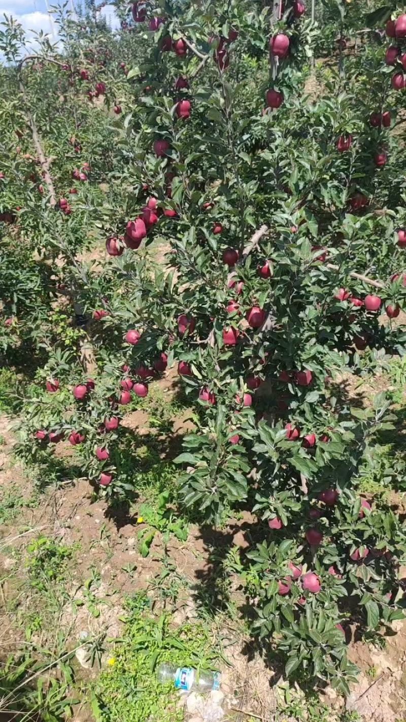甘肃天水花牛苹果全面上市开园高海拔花牛苹果