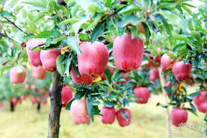 甘肃天水花牛苹果全面上市开园高海拔花牛苹果