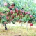甘肃天水花牛苹果全面上市开园高海拔花牛苹果