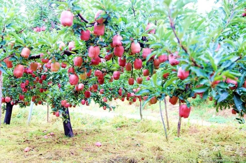 甘肃天水花牛苹果全面上市开园高海拔花牛苹果