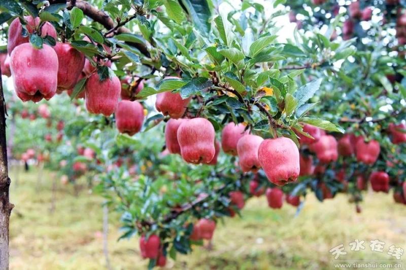 甘肃天水花牛苹果全面上市开园高海拔花牛苹果