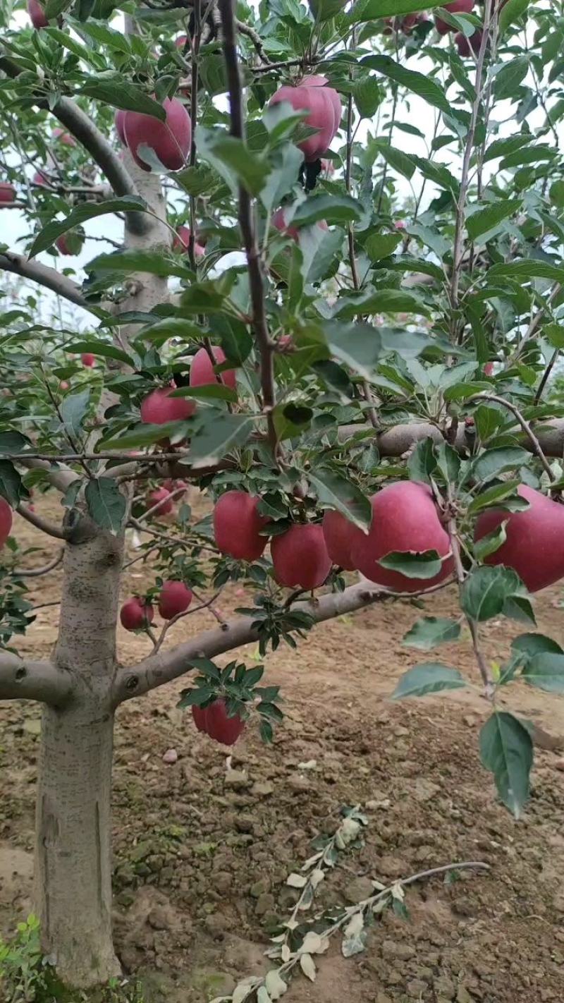 甘肃天水花牛苹果全面上市开园高海拔花牛苹果