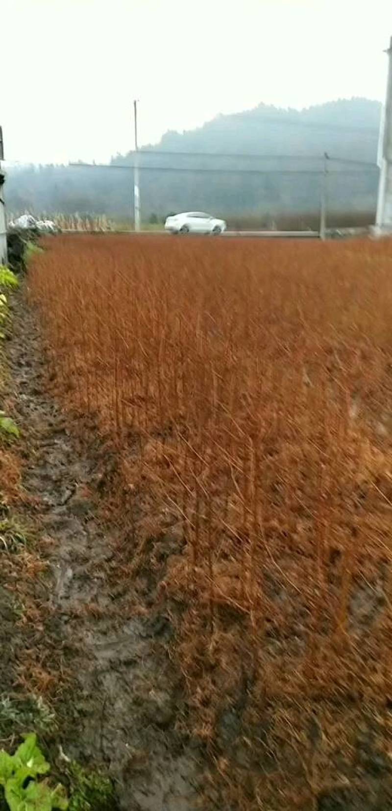 【水杉种苗】一年生籽播苗/现挖直发/货源充足！