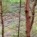 【水杉种苗】一年生籽播苗/现挖直发/货源充足！