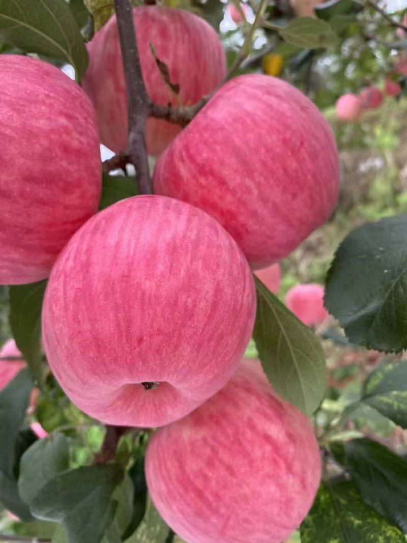 新世纪套袋苹果早富士苹果套袋苹果量大发货