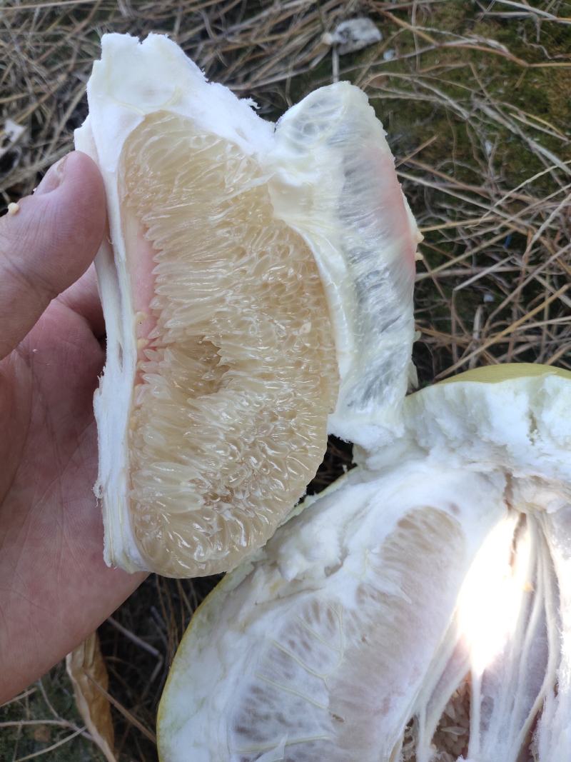 琯溪蜜柚白柚，25年的老树
