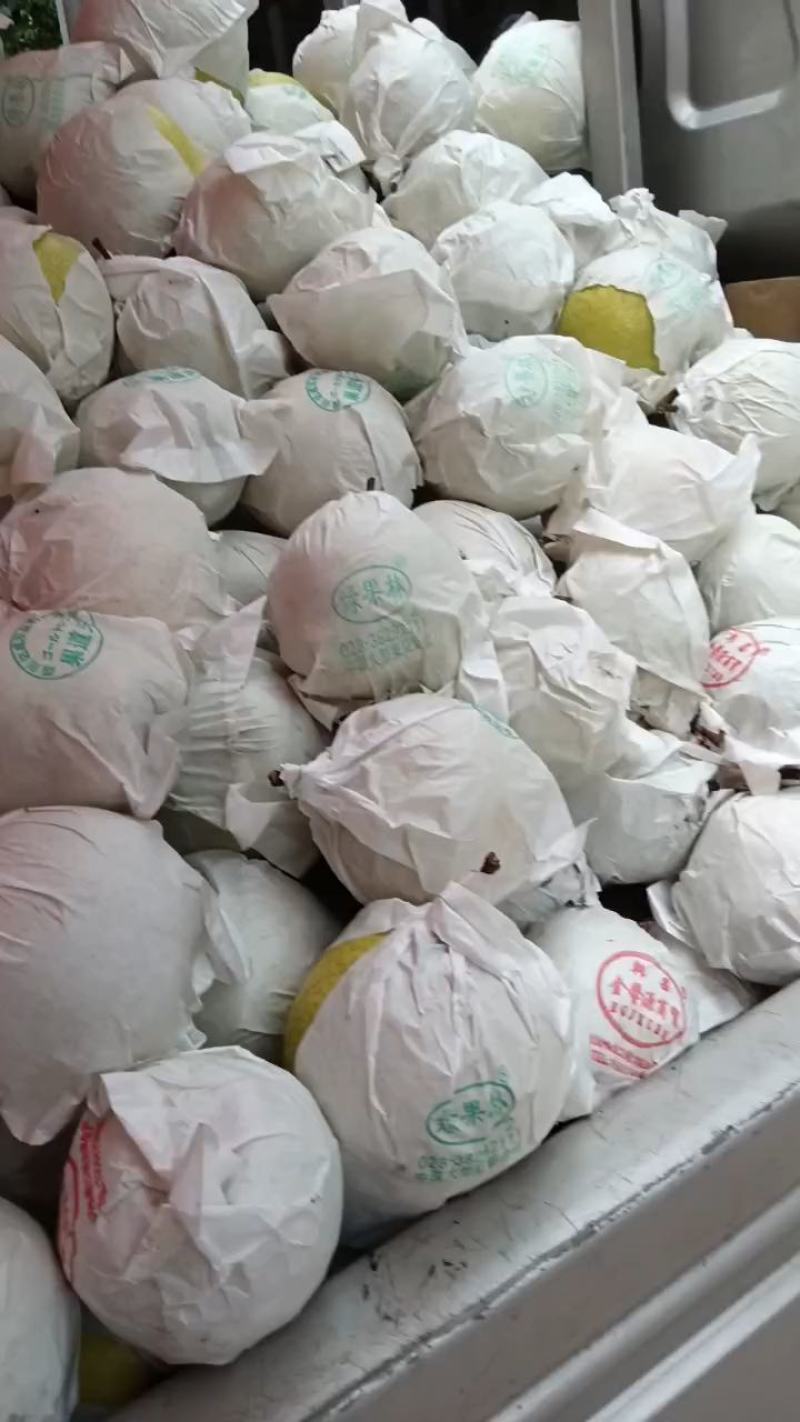 汉源金花梨，又甜又化渣货源充足，保证质量