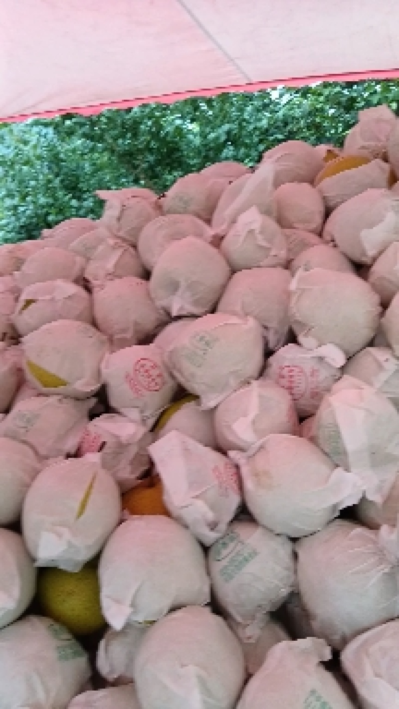 汉源金花梨，又甜又化渣货源充足，保证质量