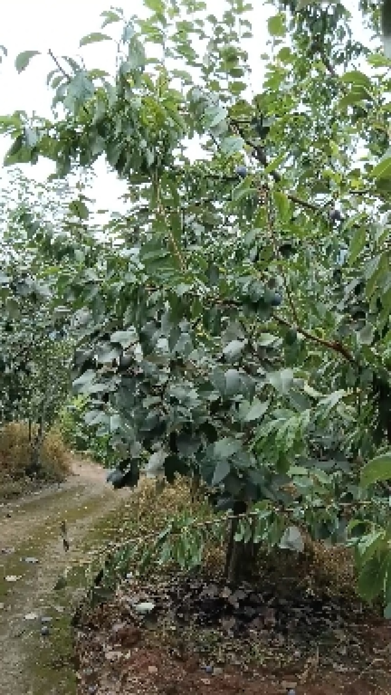 汉源金花梨，又甜又化渣货源充足，保证质量