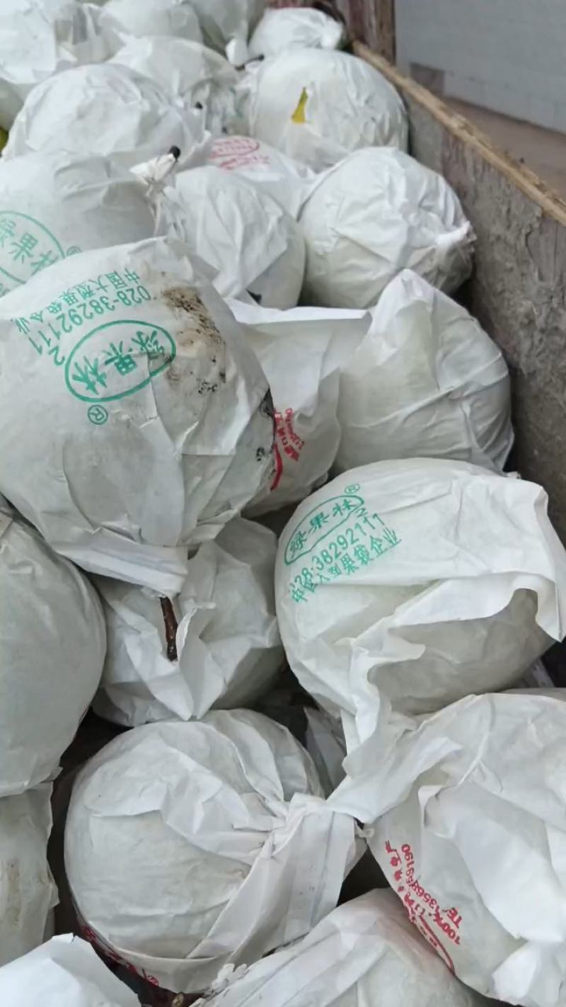 汉源金花梨，又甜又化渣货源充足，保证质量