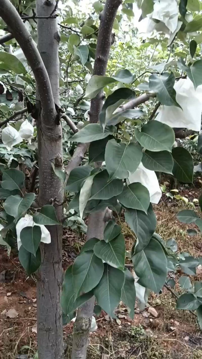 汉源金花梨，又甜又化渣货源充足，保证质量