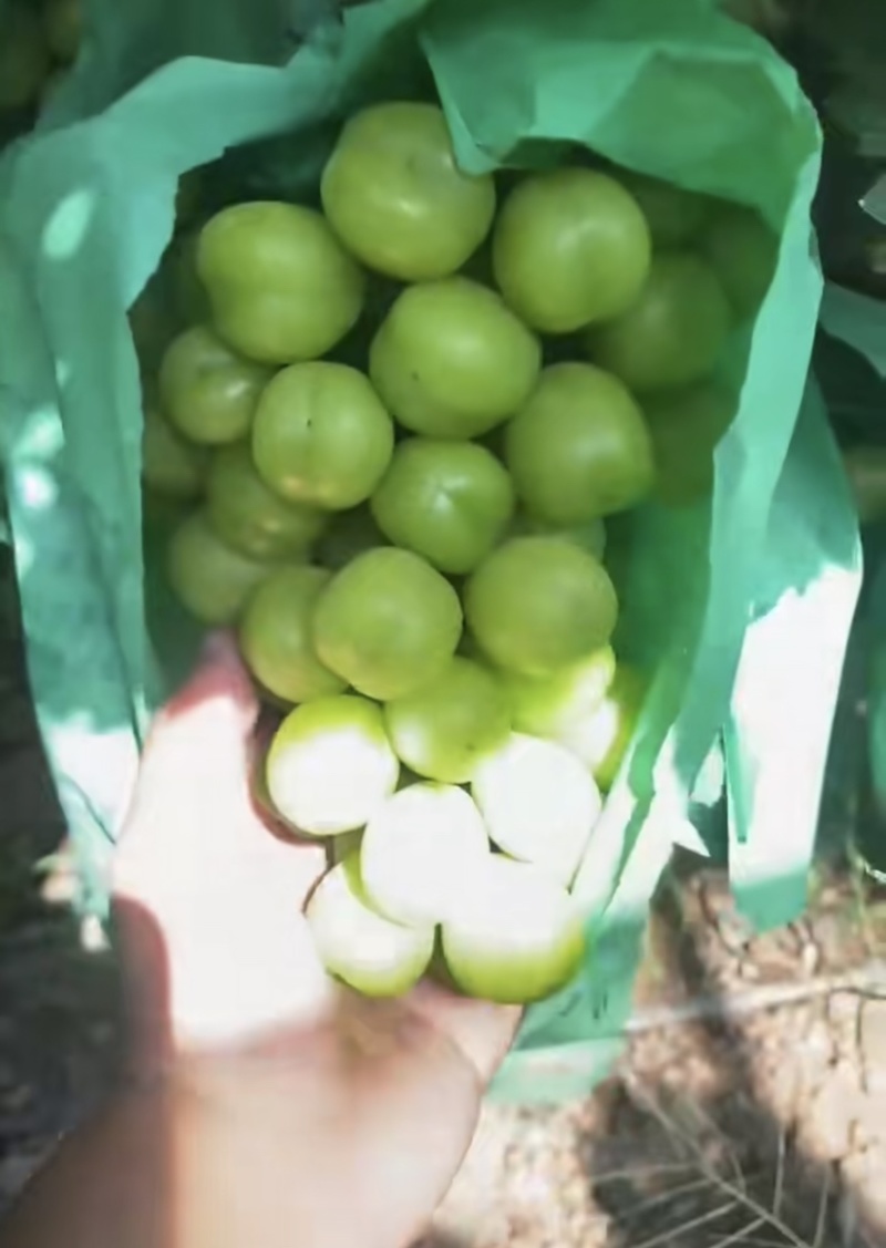 阳光玫瑰物价廉美口感特别好颗粒特别大