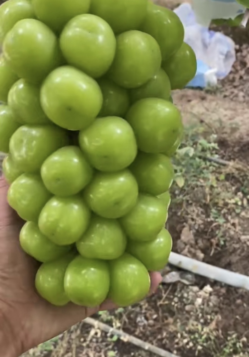 阳光玫瑰物价廉美口感特别好颗粒特别大
