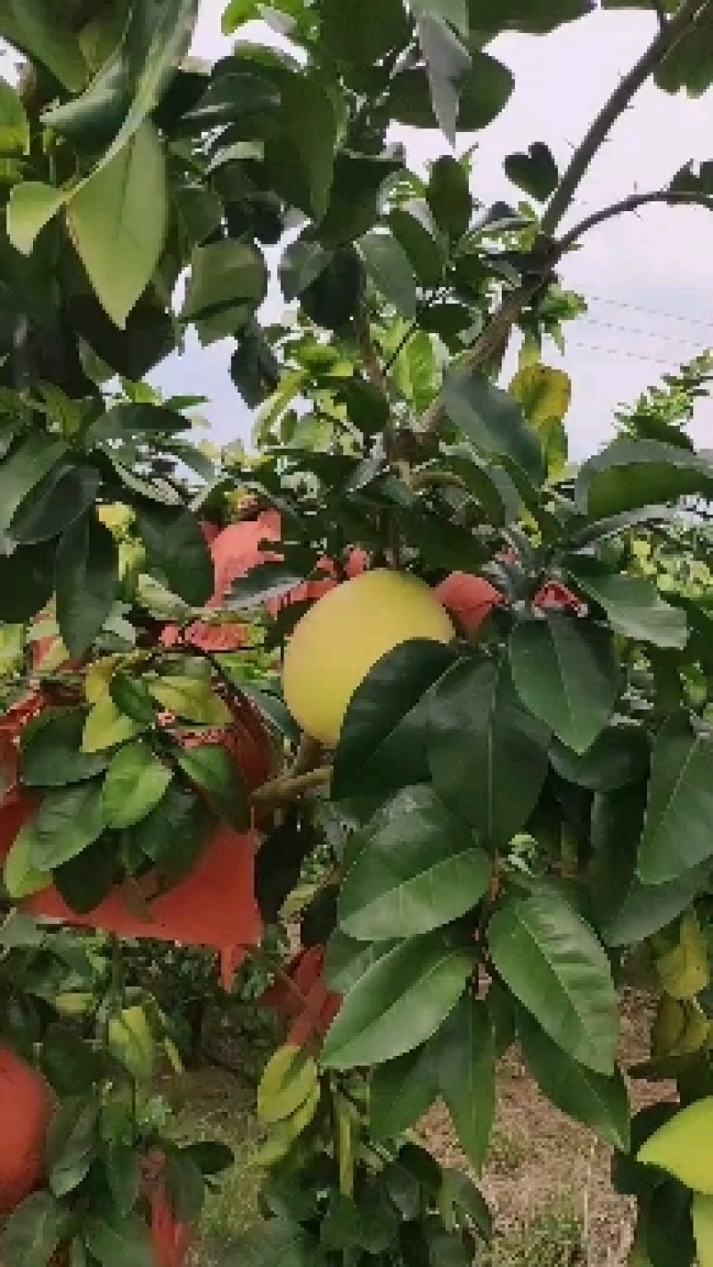 广西南宁武鸣区三红蜜柚红心柚子开园果实饱满水分充足甜度高