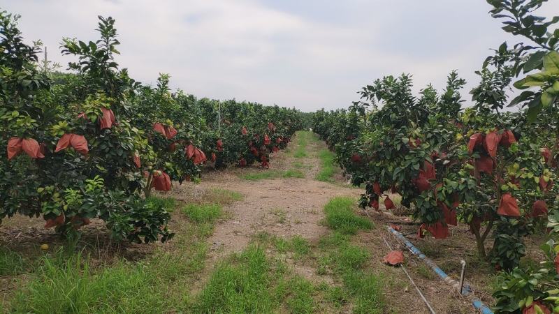 广西南宁武鸣区三红蜜柚红心柚子开园果实饱满水分充足甜度高