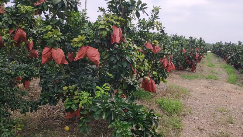 广西南宁武鸣区三红蜜柚红心柚子开园果实饱满水分充足甜度高