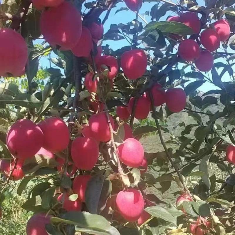 海棠果，鸡心果大量上市了，口感酸甜，颜色红艳，像小心心