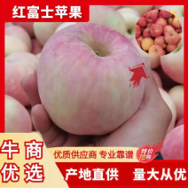 《优选》山东烟台栖霞红富士苹果大量上市，基地现发对接全国