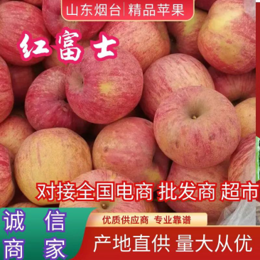烟台栖霞苹果红富士苹果大量上市欢迎实地考察咨询