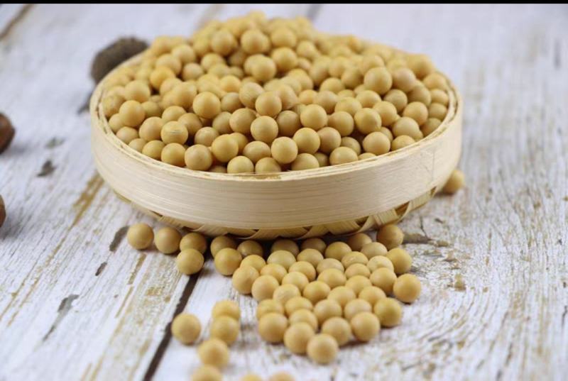【豆制精品】毛粮大豆新疆伊犁河谷高产大豆