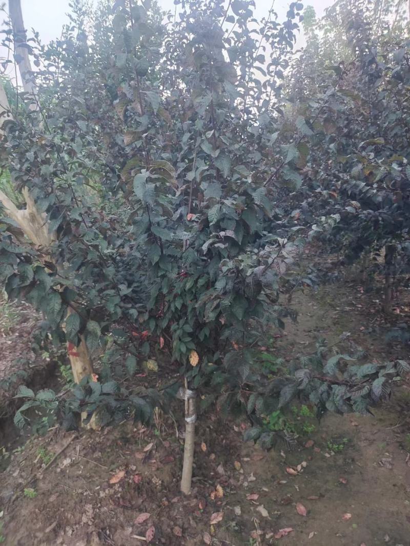 榆叶梅，基地一手货源，欢迎新老客户咨询订购！量大从优！