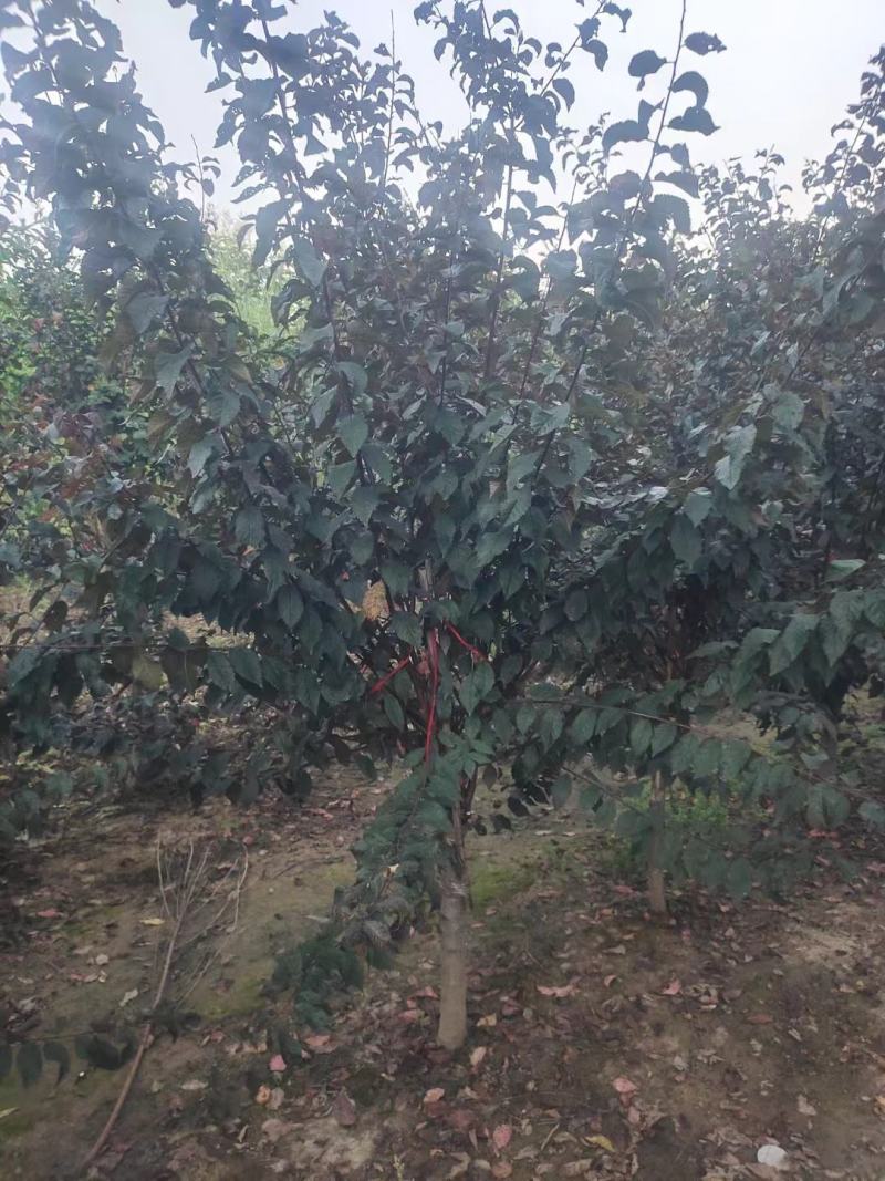 榆叶梅，基地一手货源，欢迎新老客户咨询订购！量大从优！