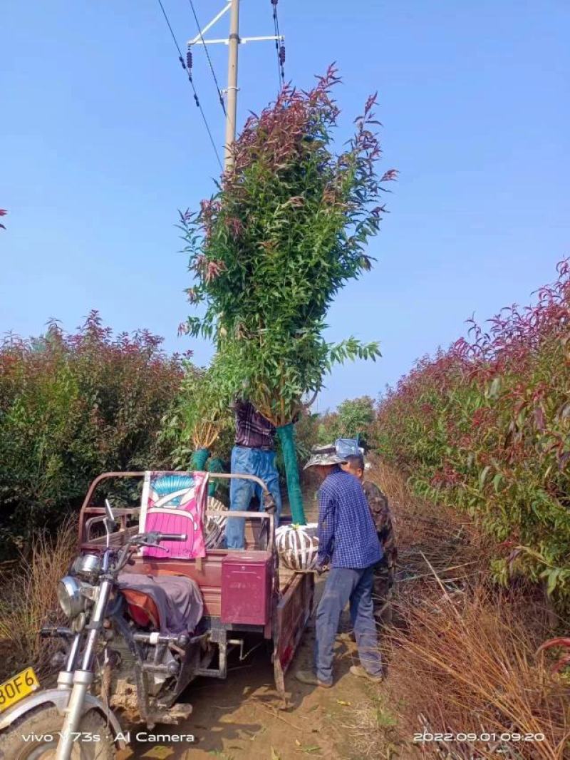 紫叶桃，基地一手货源，欢迎新老客户咨询订购！量大从优！