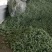 韭菜花