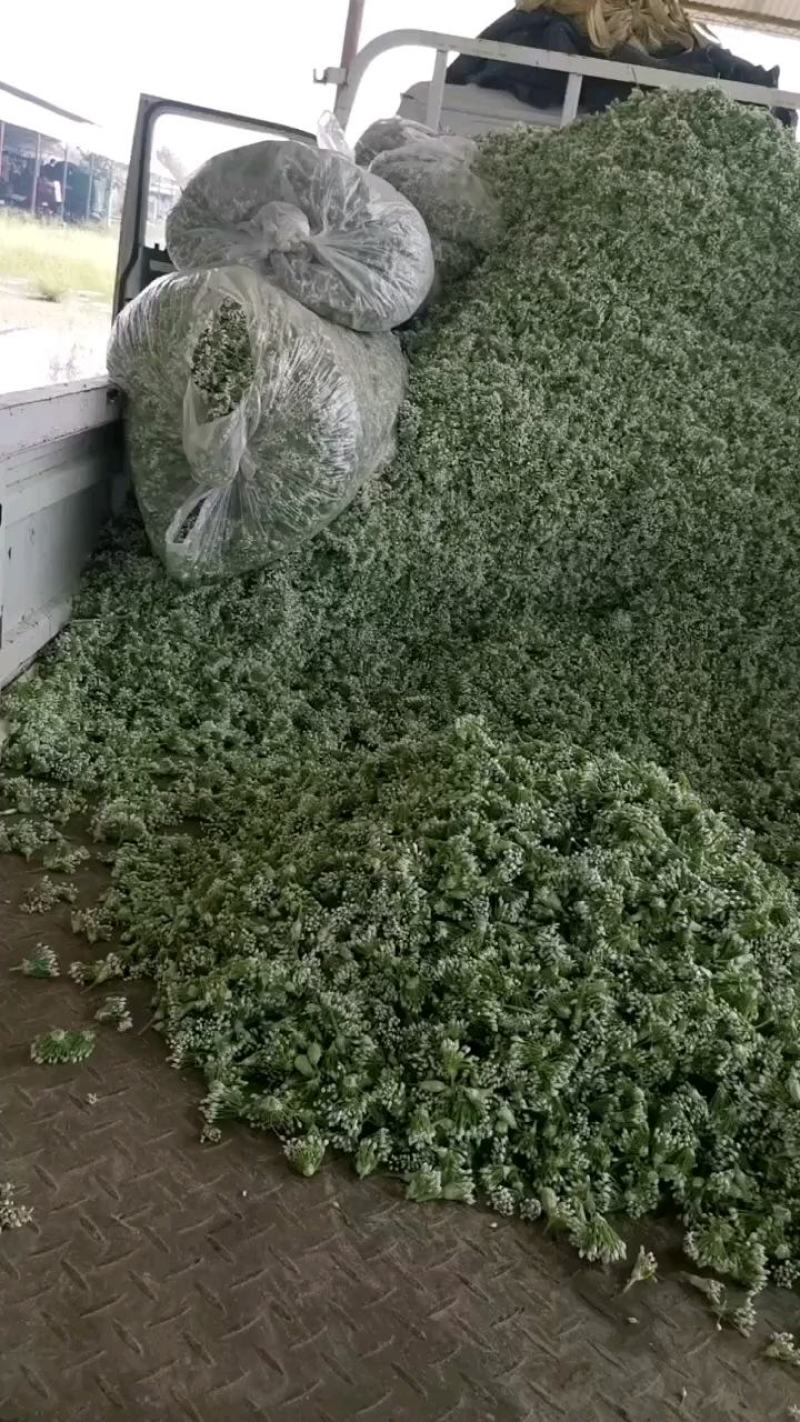 韭菜花