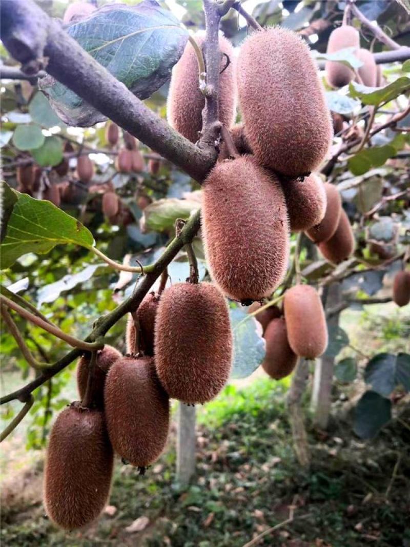 贵州毕节贵长猕猴桃基地直供产地直发一手货源