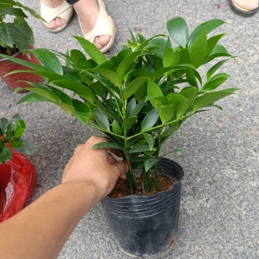 圆叶竹柏，兴旺竹，基地直发，四季常青，量大从优