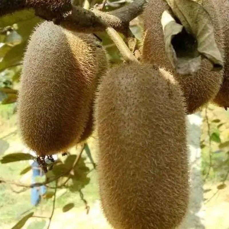 贵州贵长猕猴桃基地直供一手货源批发出货量大优惠