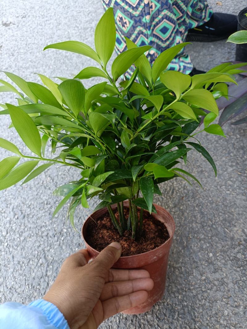 圆叶竹柏，兴旺竹，基地直发，四季常青，量大从优