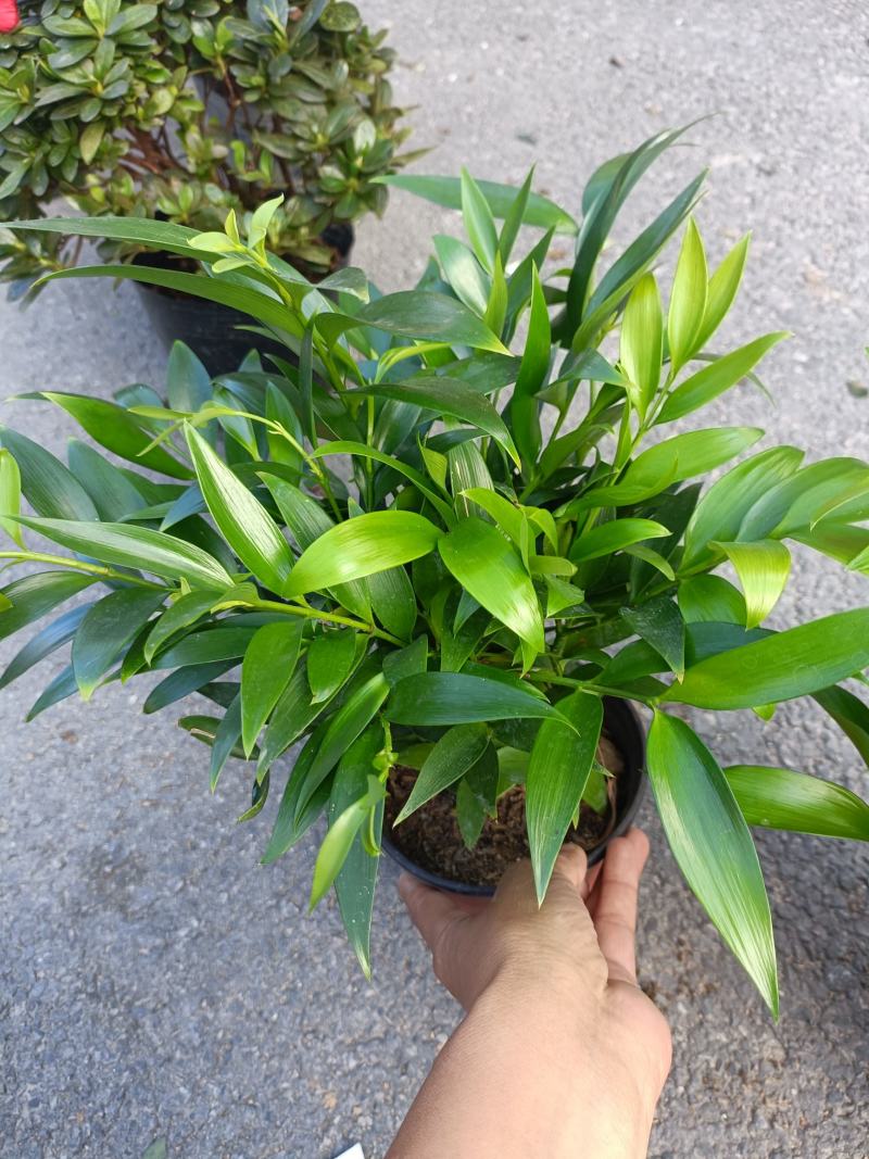 圆叶竹柏，兴旺竹，基地直发，四季常青，量大从优