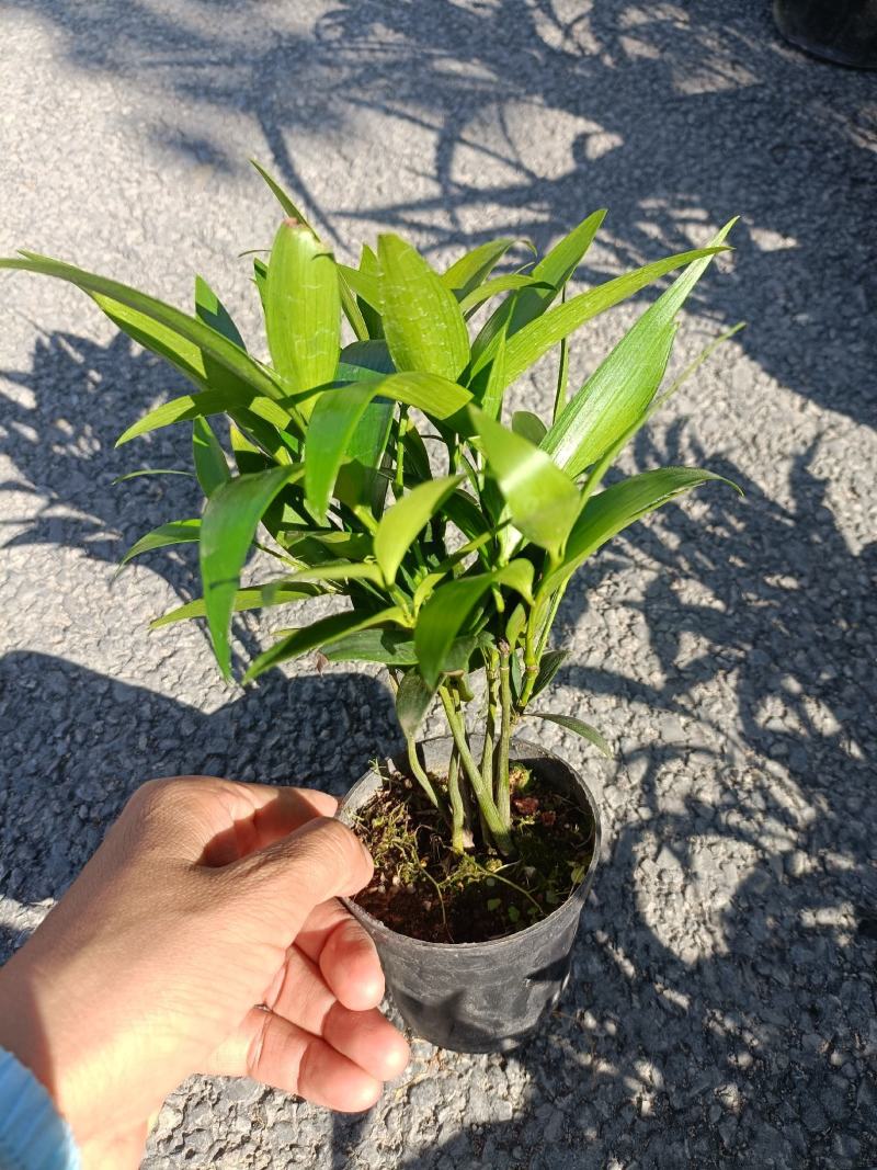 圆叶竹柏，兴旺竹，基地直发，四季常青，量大从优
