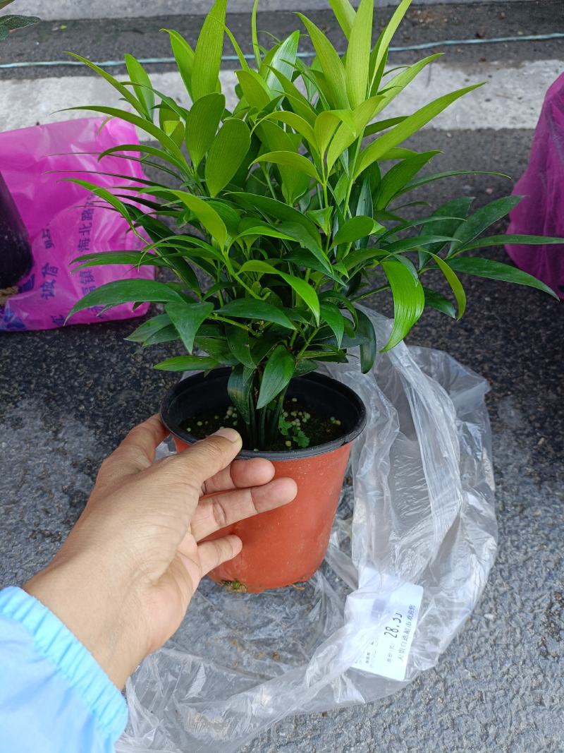 圆叶竹柏，兴旺竹，基地直发，四季常青，量大从优